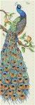 (image for) Peacock
